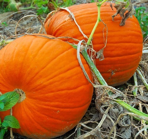 Pumpkin Seeds For Planting Max Connecticut or JACK O LANTERN Non-GMO Size: 5-100