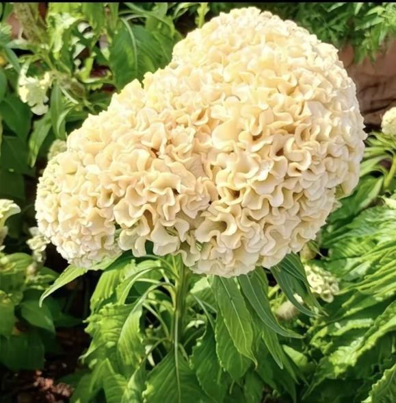 50+ seeds – White cockscomb flower seeds, suitable for indoor and outdoor garden