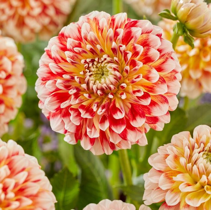 1 – Jowey Fantasy Ball Dahlia Flower Bulb Tuber