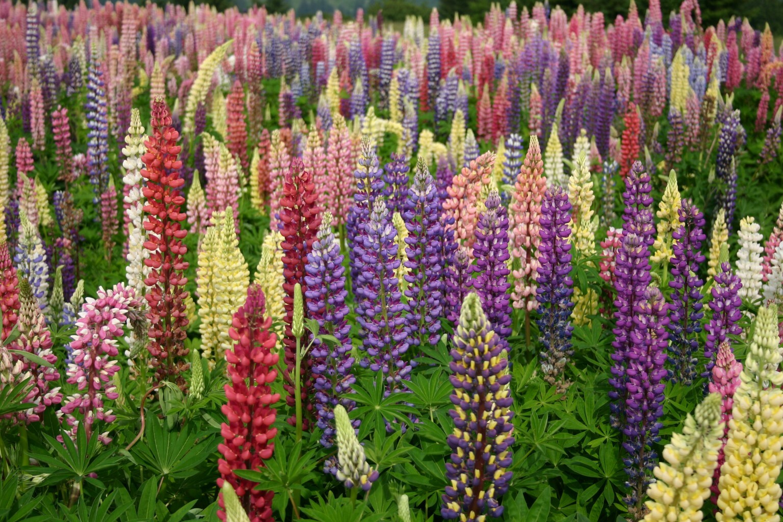 Russell Lupine Seeds, Mixed Colors, Lupinus polyphyllus, Variety Sizes Sold