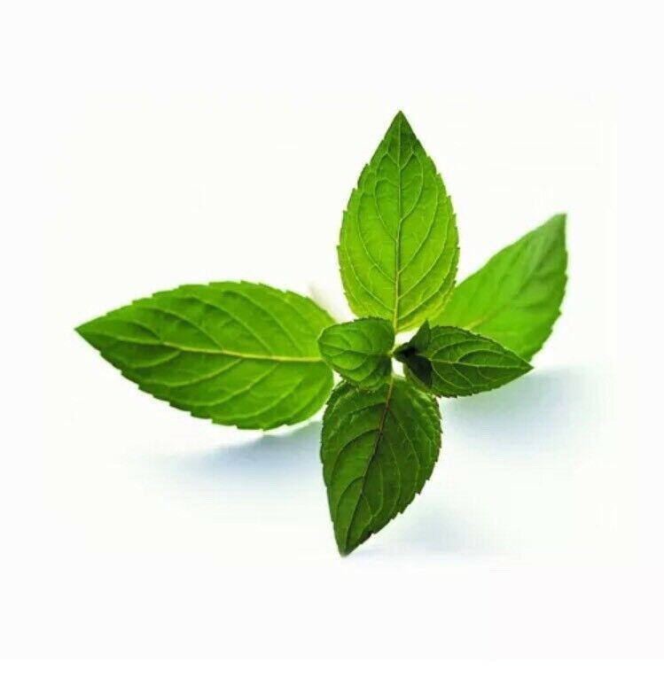 Peppermint Seeds 50 Seeds Mentha Piperita Hybrid MINT Aromatic Herb Plants