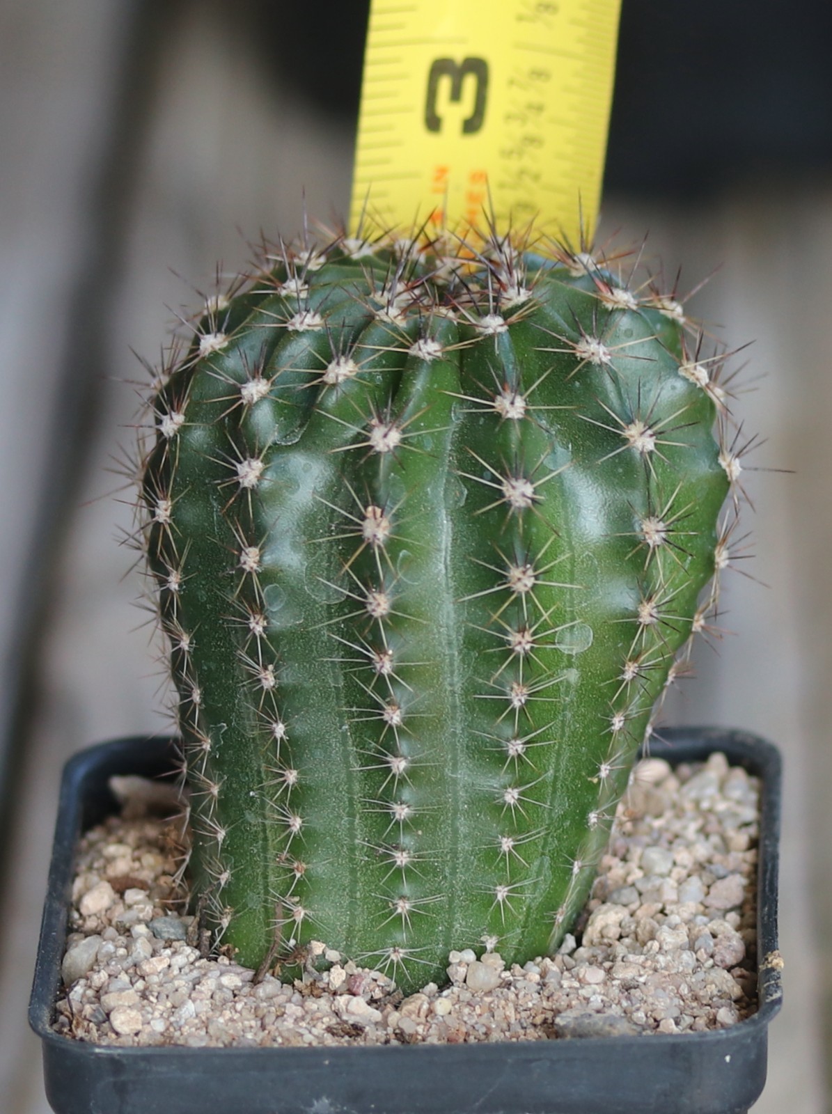 Echinopsis hybrid ‘Minuet’