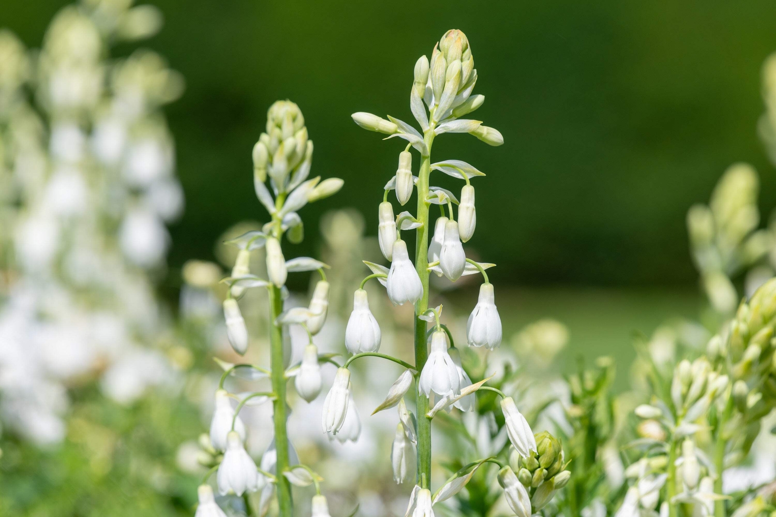 10 WHITE AFRICAN HYACINTH Cape Giant Summer Spire Lily Ornithogalum Flower Seeds