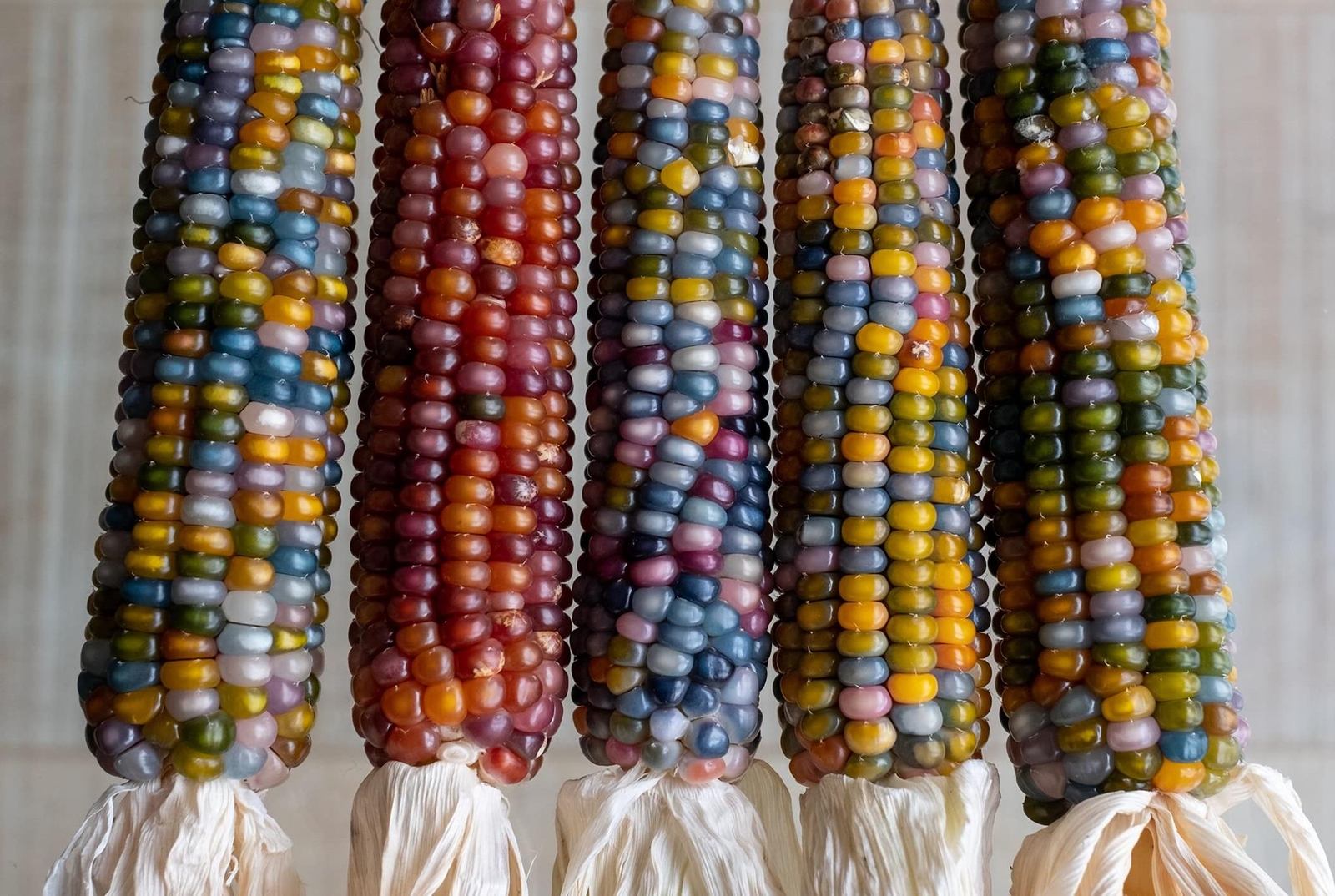 Glass Gem Indian Corn Seeds for Planting – 25+ Seeds – Vibrant Translucent Kerne
