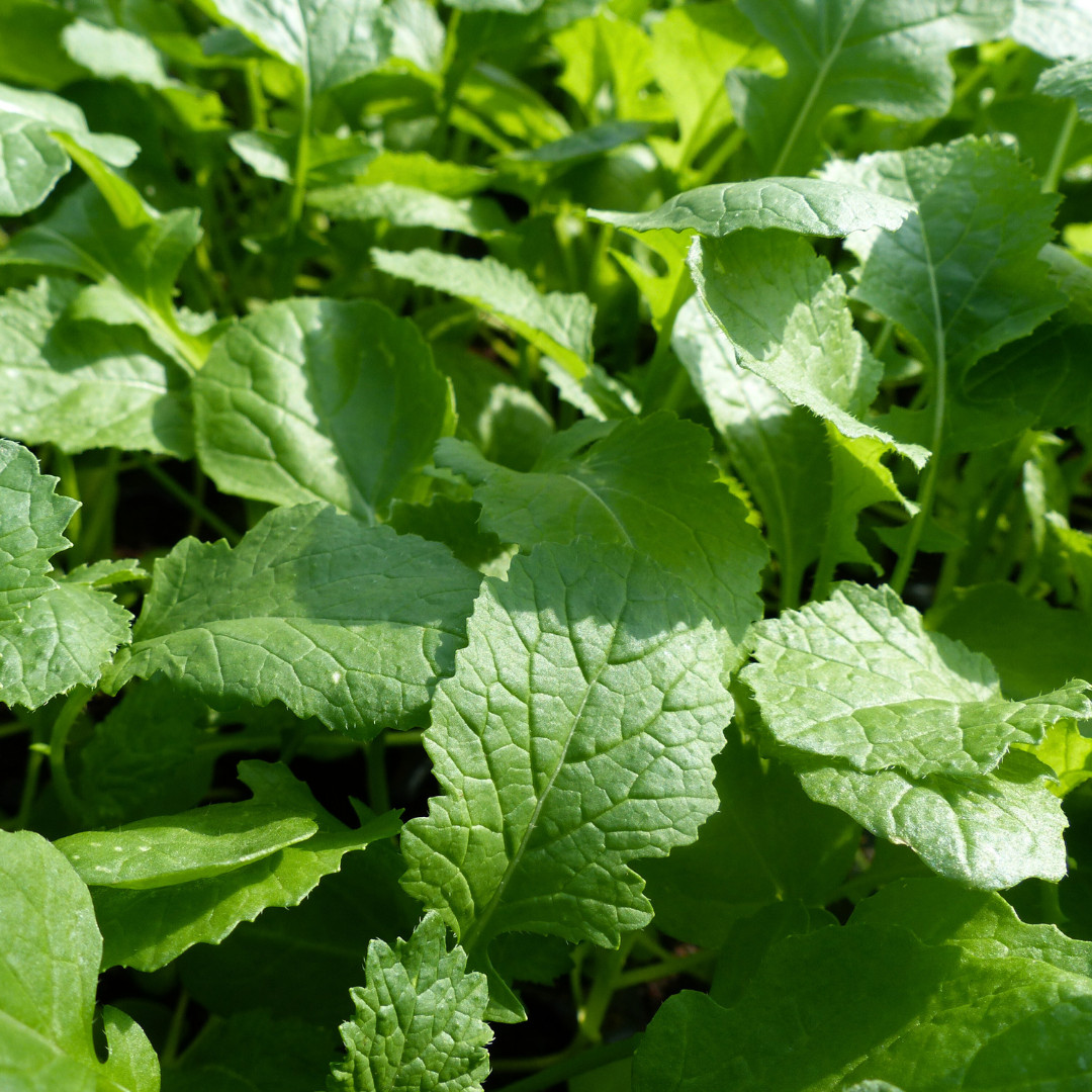 Fresh Wasabi Mustard Green Seeds | Heirloom Non-GMO | Asian Vegetable Seeds