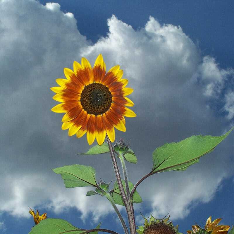 Sunflower AUTUMN BEAUTY MIX Branching Multiple Flowers Non-GMO 100 Seeds