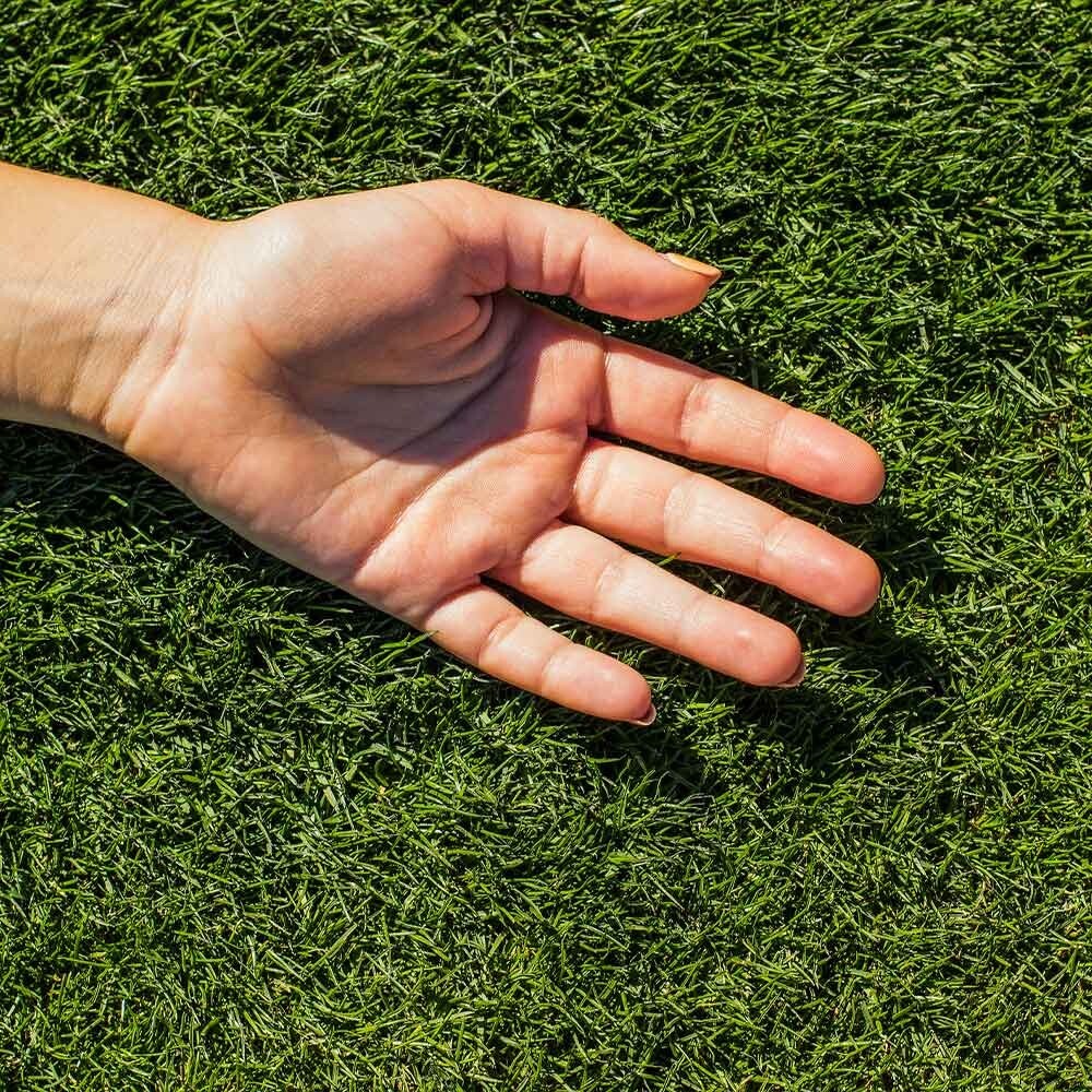 Bermuda Grass Seed, Hulled And Coated (1 Lb. Pack), Common Bermuda Seed