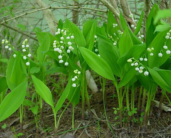 10 MINI Old Fashion Lily Of The Valley Convallaria majalis~Woodland Garden