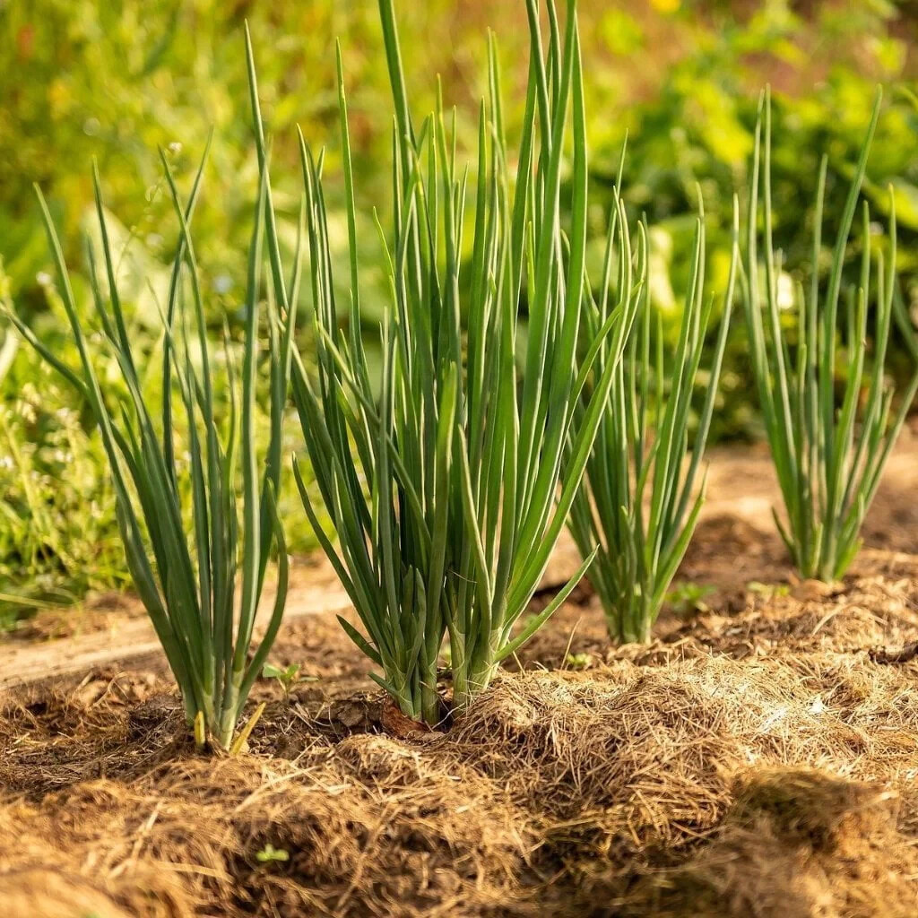 150+ seeds, Bunching Onion- Evergreen Long White, Open pollinated, Heirloom