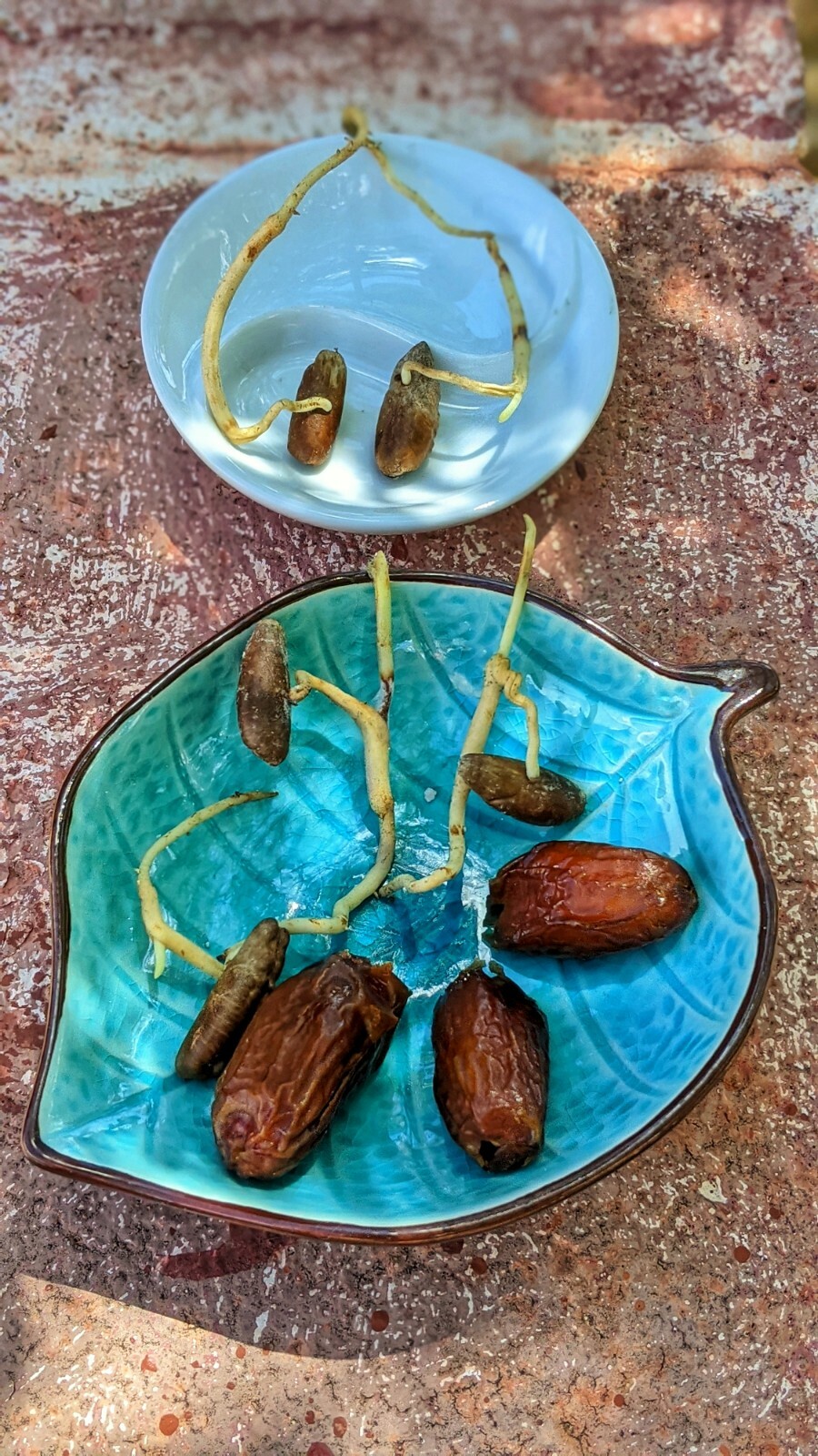 15 Medjool Date Seeds+ 5Dayri Date Palm Pits– 20Fresh SEEDS From Arizona