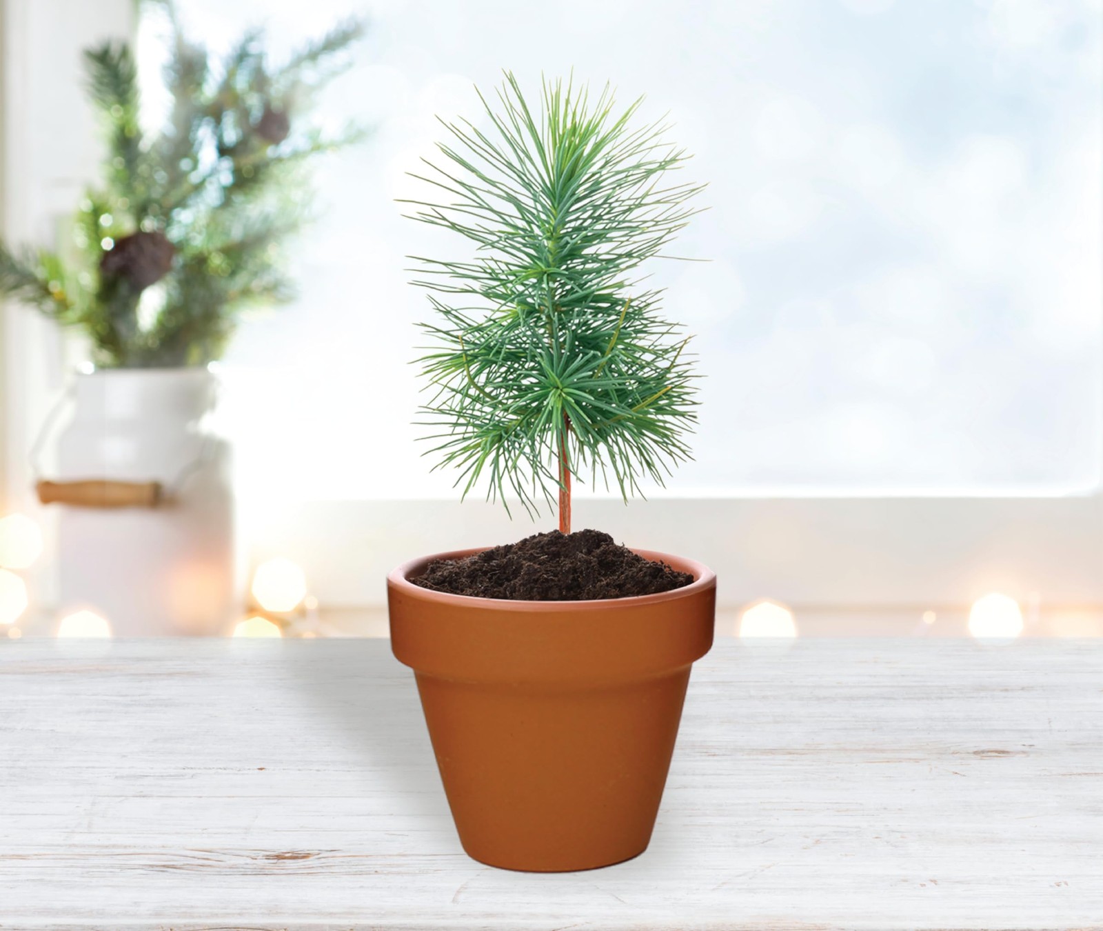 Seeds Spruce Terracotta Mini Grow Pots – Indoor Tree Starter Kit Bulk 20-Pack…