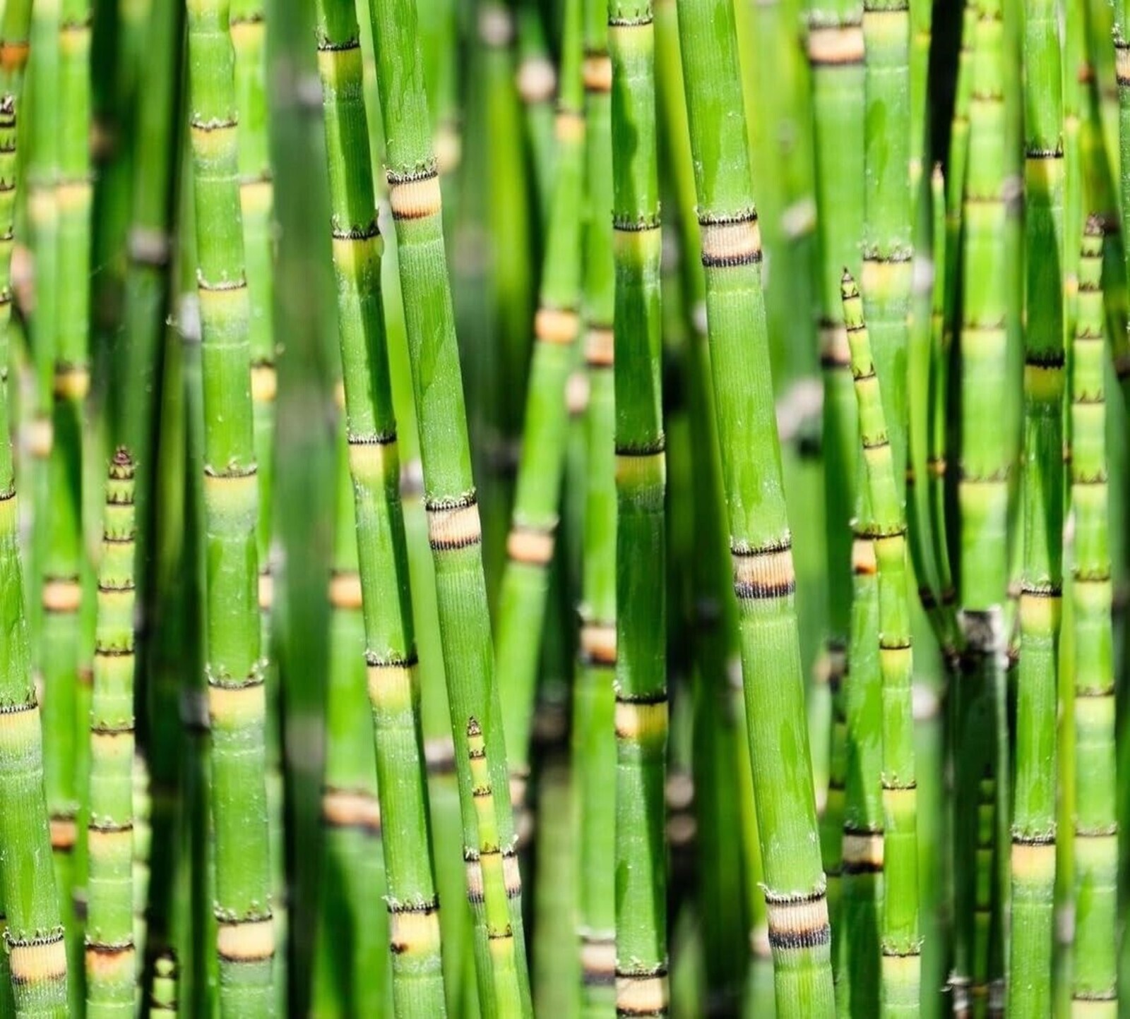 100 Dwarf Bamboo Seeds Perennial Ornamental Seed Privacy US SELLER