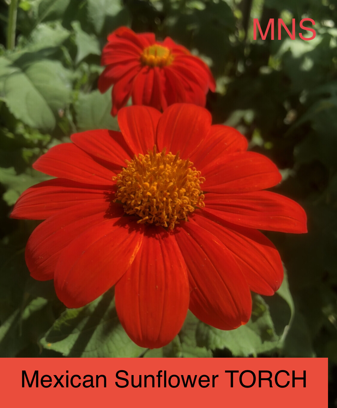 Sunflower MEXICAN TORCH Bees, Butterflies, Hummingbirds USA Non-GMO 100+ Seeds!