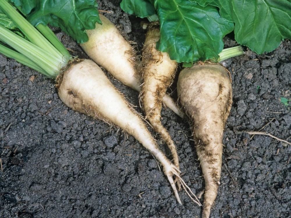 Sugar Beet Seeds 250 Or 1,000 Seeds