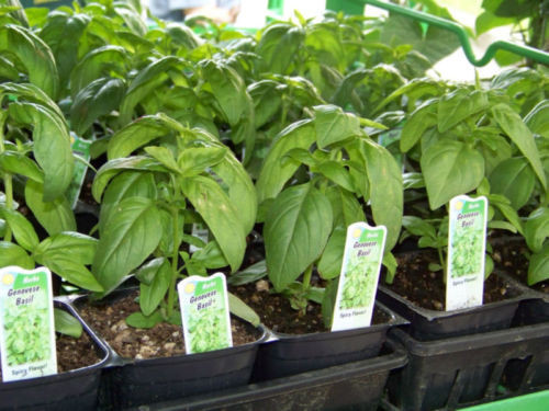 225 SEEDS – basil GENOVESE SPICE HERB for pesto GroCo – BUY ANY 15 – SHIPS FREE
