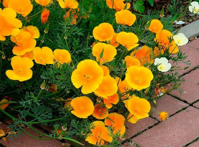 150+ California Orange/ Yellow Poppy Eschscholzia Seeds