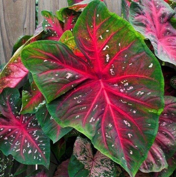 (5) “Red Flash Caladiums” Large Bulbs for Spectacular Blooms