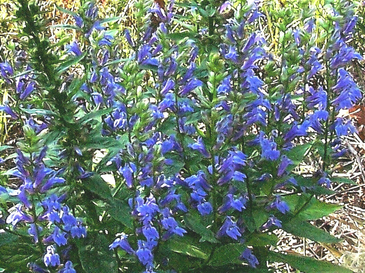 300+GREAT BLUE LOBELIA Seeds Native Wildflower Poor Soils Shade Garden Heat Cold