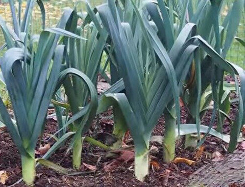 200+Leek Seeds American Flag Leek Seeds(Allium porrum)Fresh Garden Vegetable USA