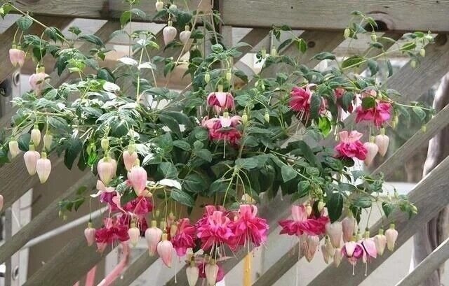 Mix 50pcs/bag Fuchsia Seeds Potted Flowers seeds,bonsai seeds.#5052