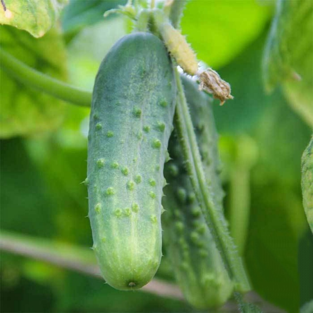 25+ Boston Pickling CUCUMBER SEEDS – HEIRLOOM.