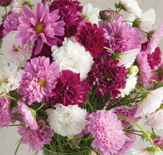 Cosmos Double Click Mix: 25 seeds