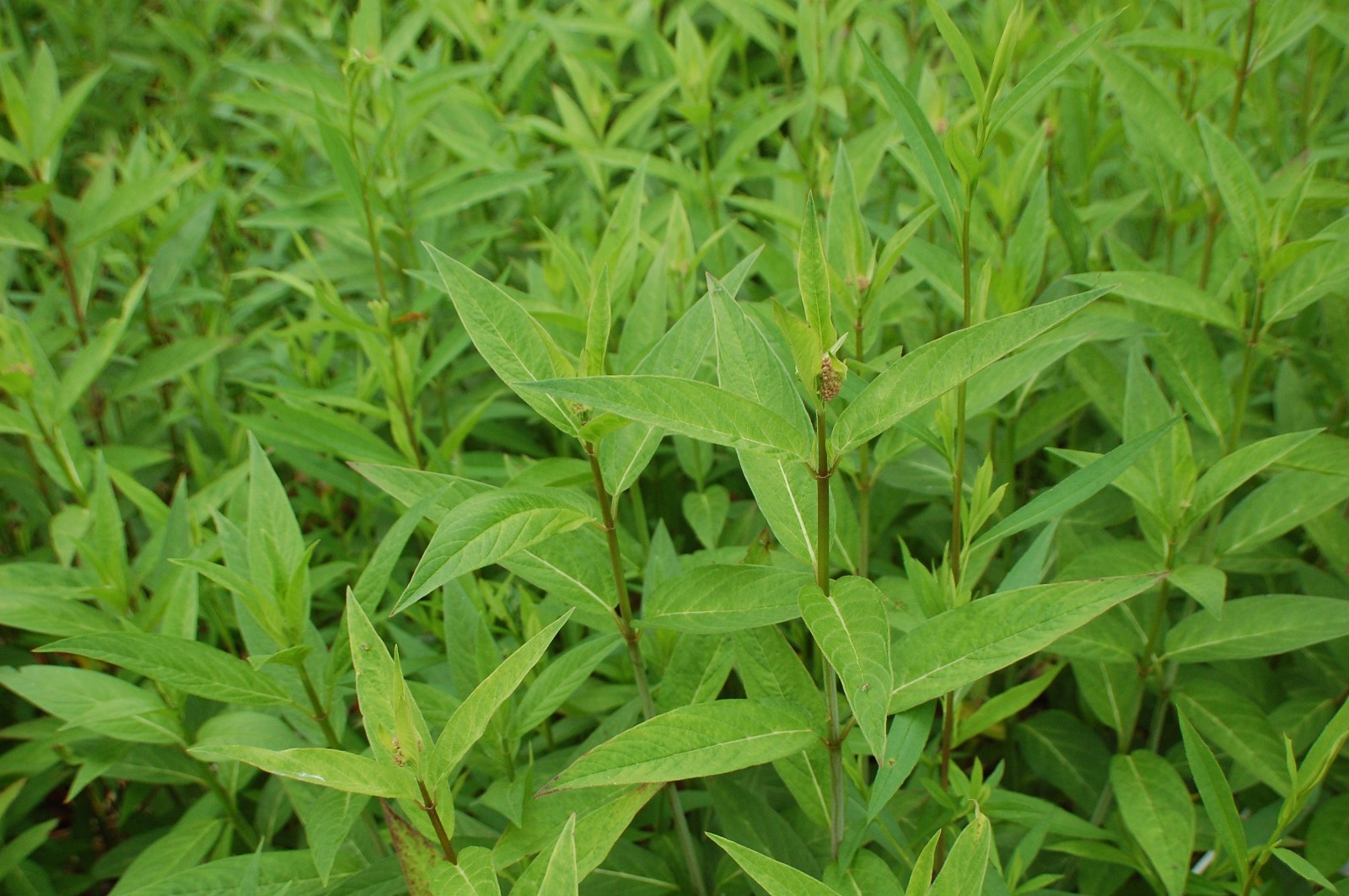 1 GRAM +Pink Swamp Milkweed/NATIVE NE US/Asclepius Incarnata/ORGANIC