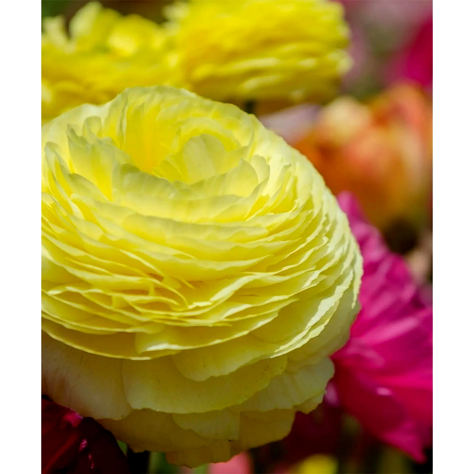 Ranunculus 20 Yellow Quality Bulbs Corms Peony Rose Buttercup Wedding Flowers