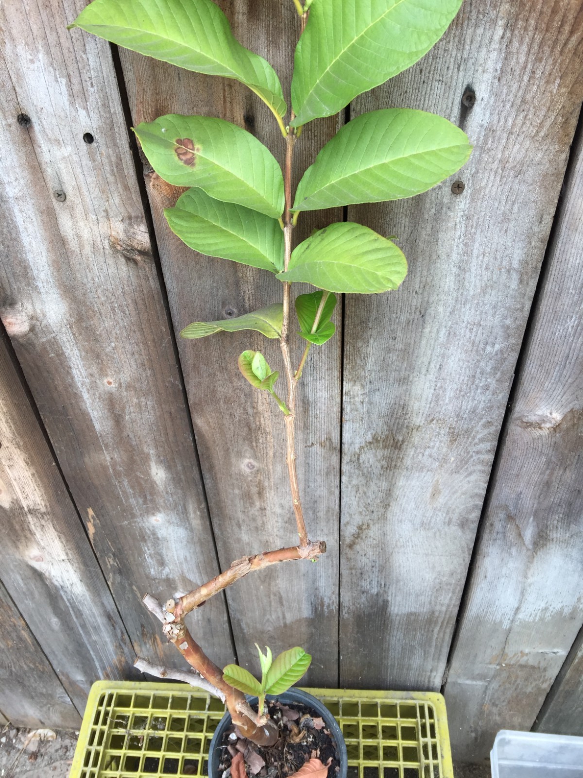 1 Air-layer Sweet Ruby Supreme Fruit Guava Starter Tree, Psidium guajava Tree