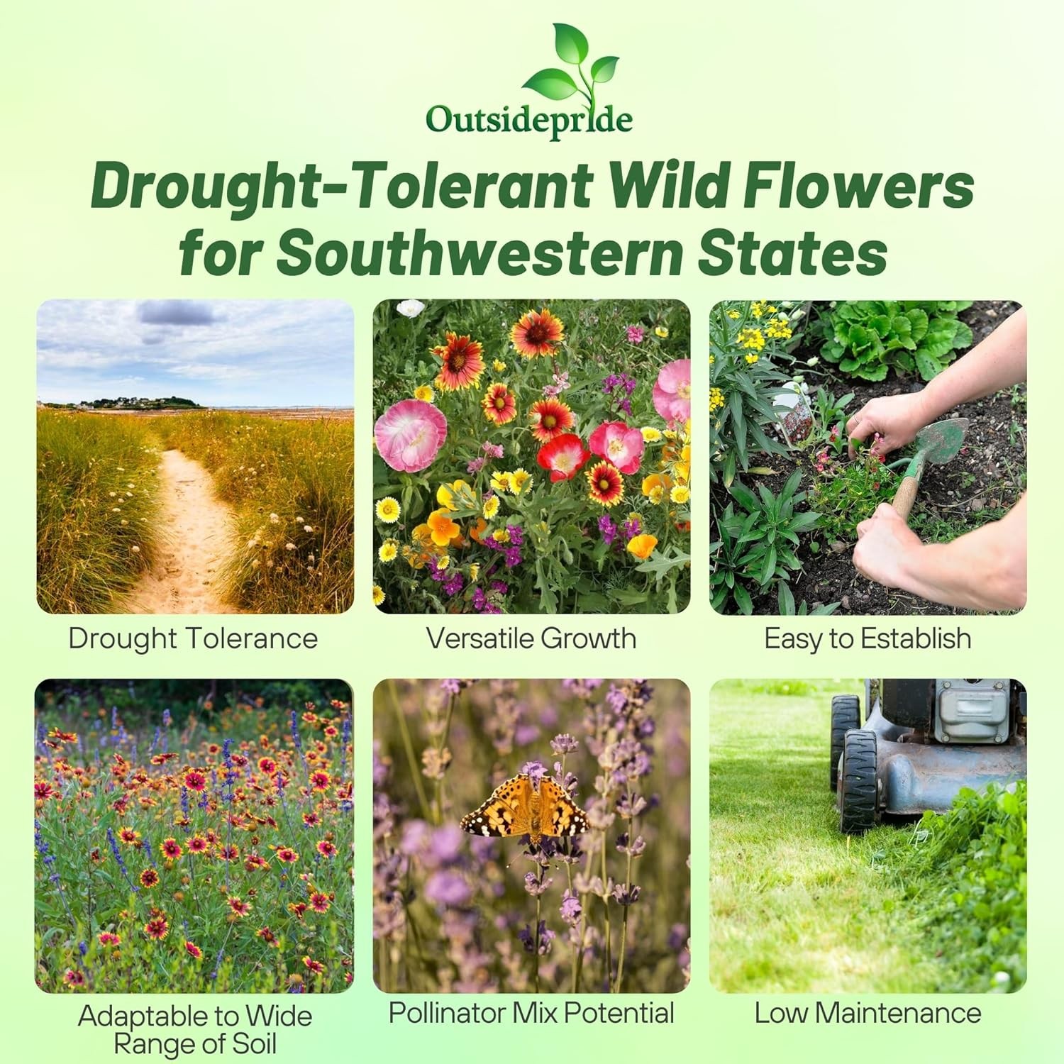 1 LB California wild flower seed from Outsidepride.