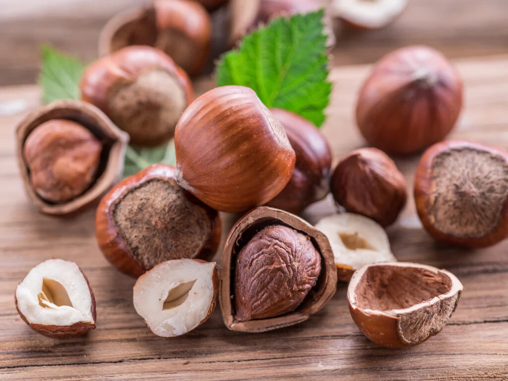 American Hazelnut Seeds (20) / ORGANIC / DELICIOUS / FLORIDA GROWN