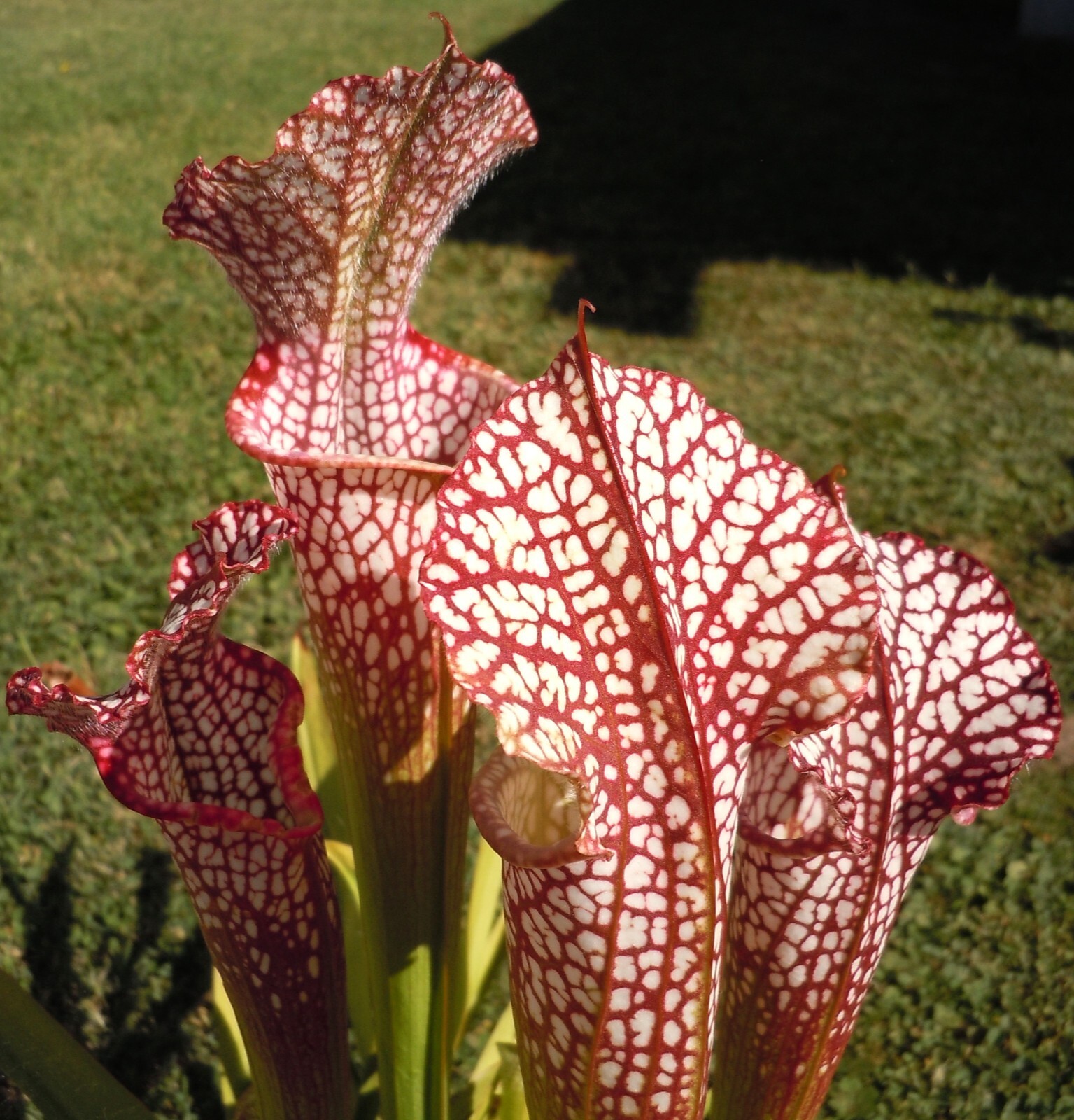Live Carnivorous Plants – Sarracenia Leucophylla, HBG (small size)