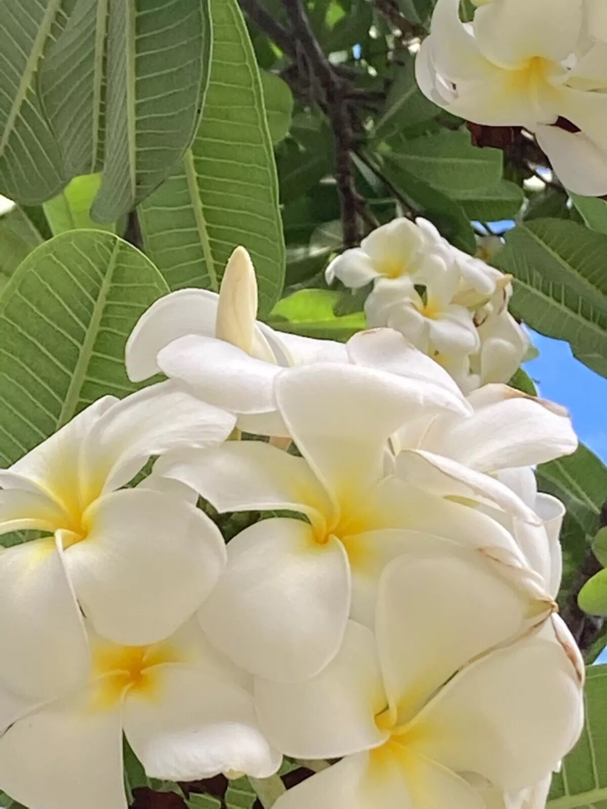 5 White Yellow Plumeria Seeds Perennial Flowers Flower Frangipani US SELLER