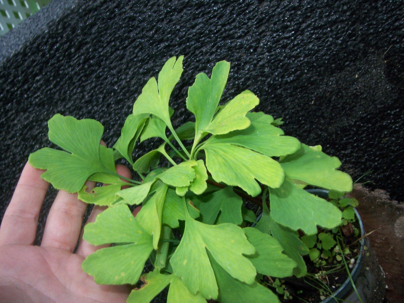 One ginkgo biloba plant 1 yo. Sent with roots wrapped. 4-6 inches tall