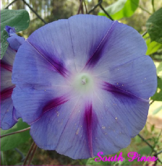 Fun Morning Glory Mix – 25 seeds – purpurea, peach, milky way, pink, purple