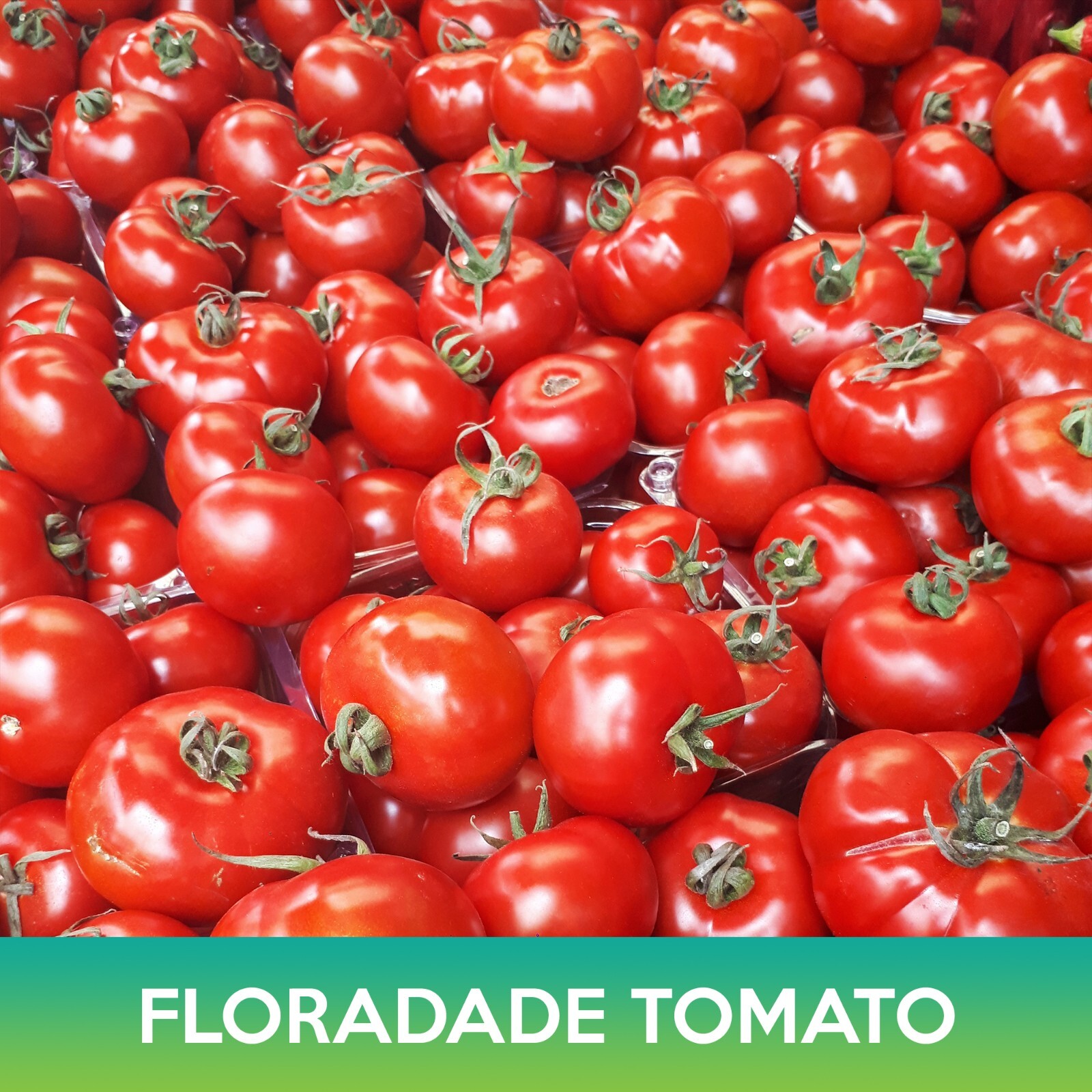 Floradade Tomato Seed