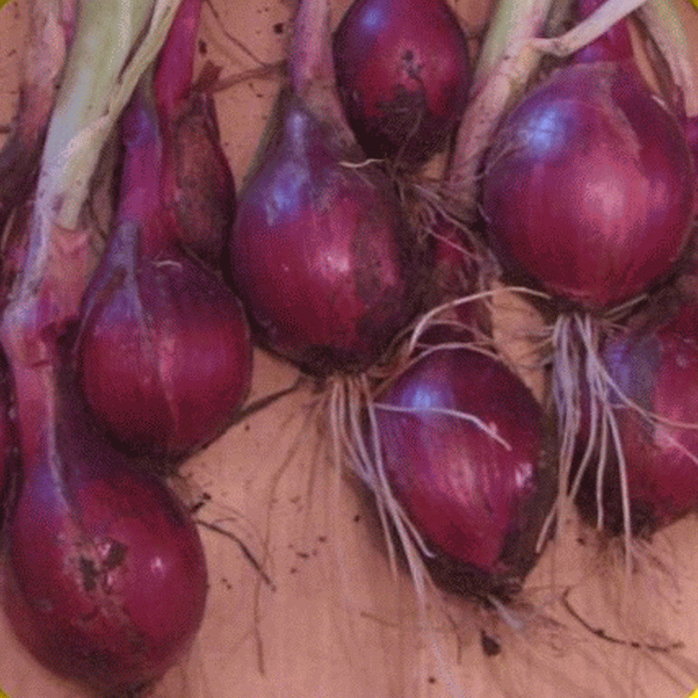 1000 Ruby Red Onion – Heirloom Non-GMO Onion Seeds – Strong and Sweet Flavor!