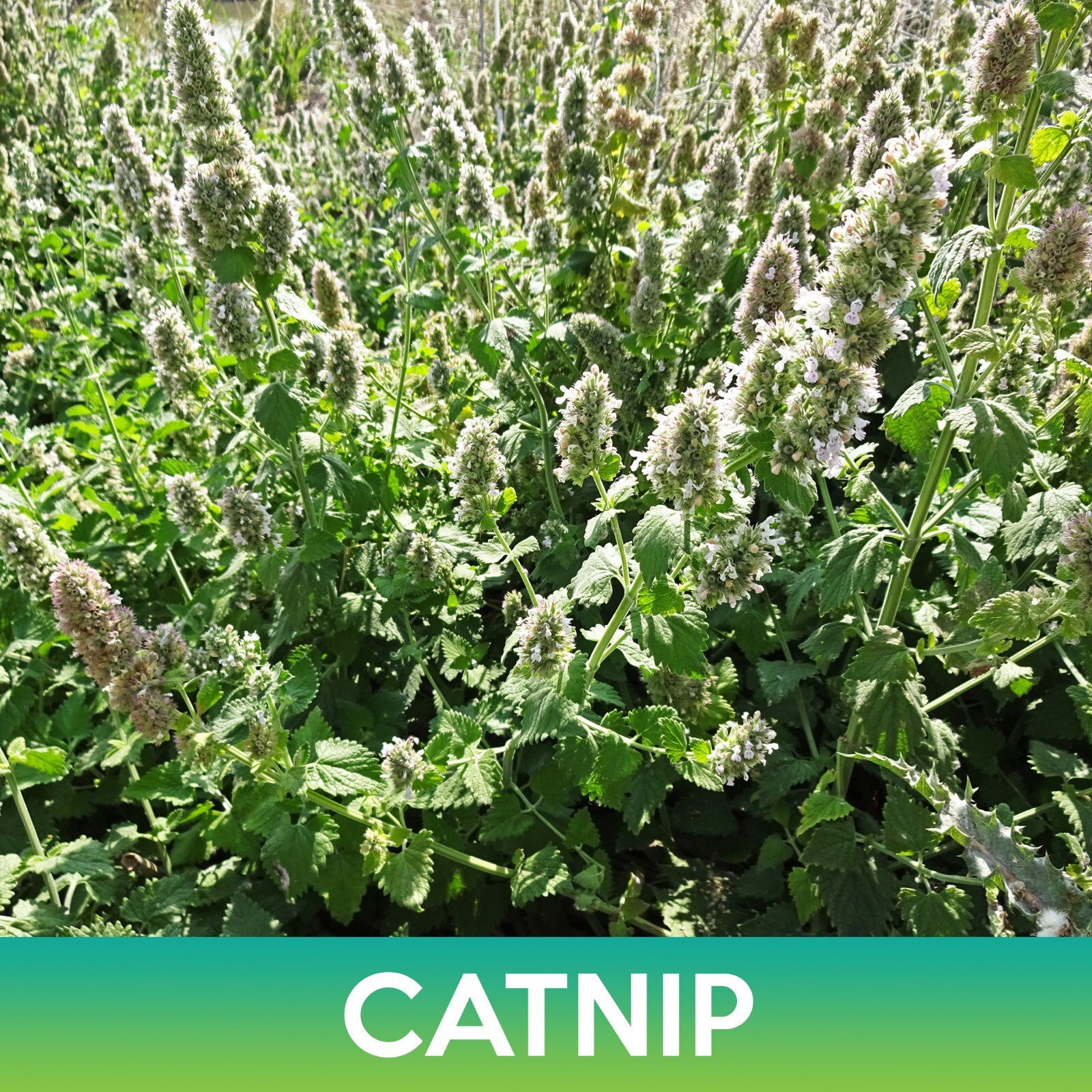 Catnip Seeds, Catmint, Nepeta Cataria