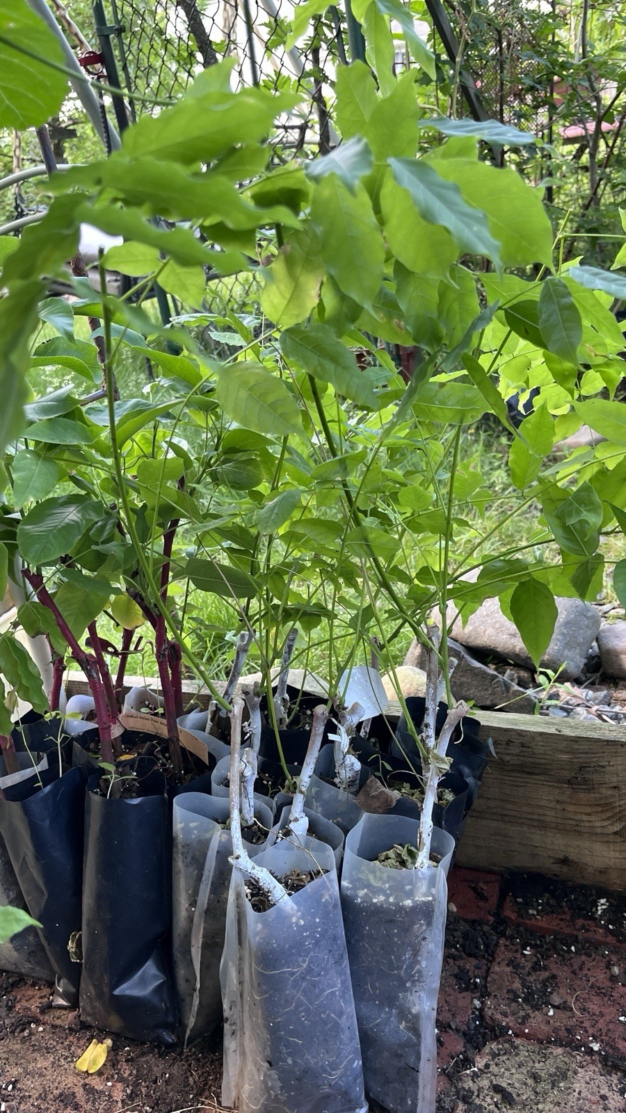 8-12″ tall White Transparent Apple Grafted Tree, 1 Year Old