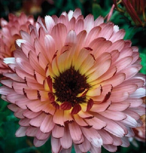 Fresh Calendula (Calendula Officinalis)- Pink Surprise- 40 seeds