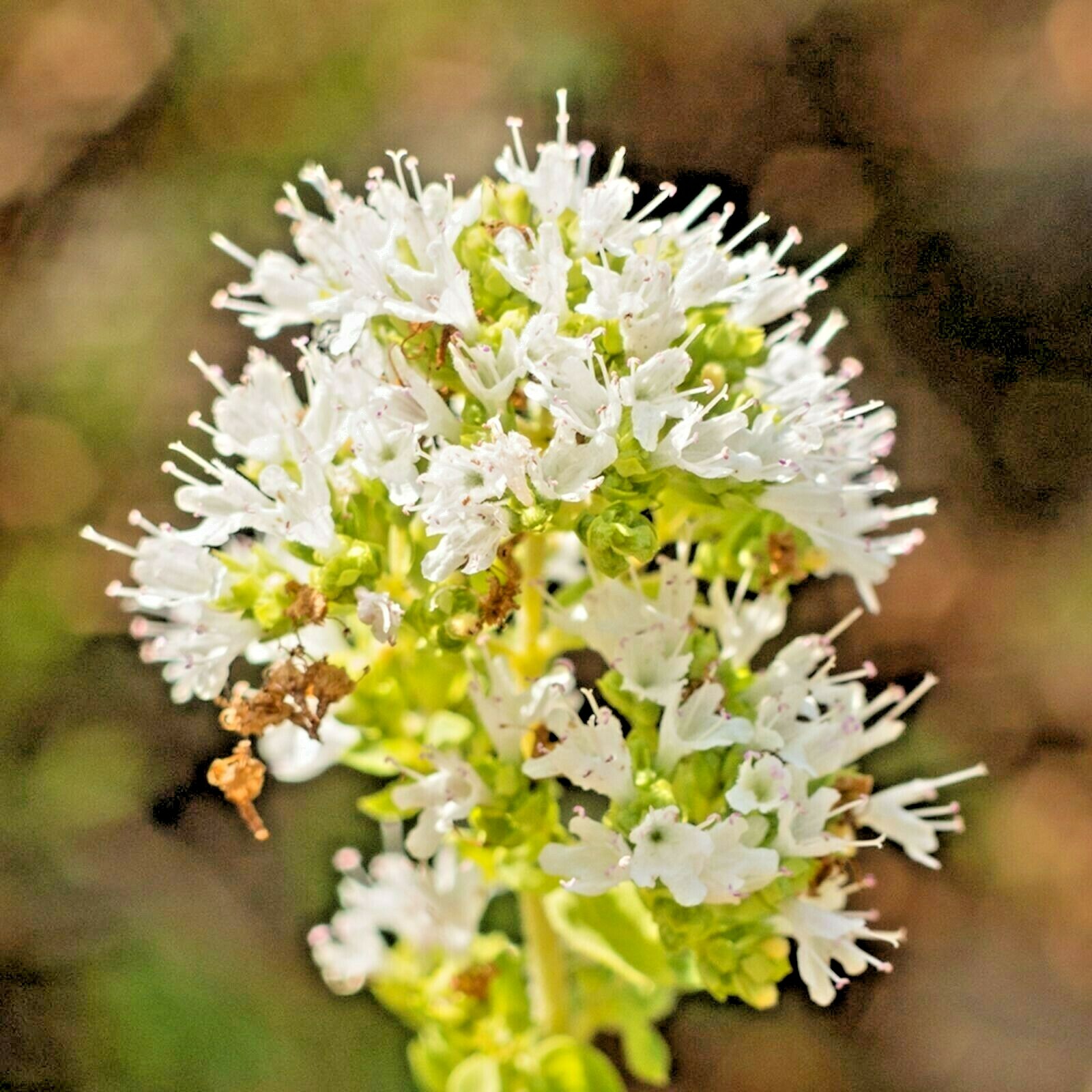 2000+ OREGANO SEEDS HERB PERENNIAL GREENS GREEK FRESH MEDICINAL NON-GMO HEIRLOOM