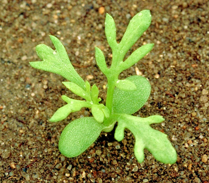 ROMAN CHAMOMILE 100 SEEDS, HERB, SLEEP, CALMING, HEALING, CHAMAEMELUM NOBILE
