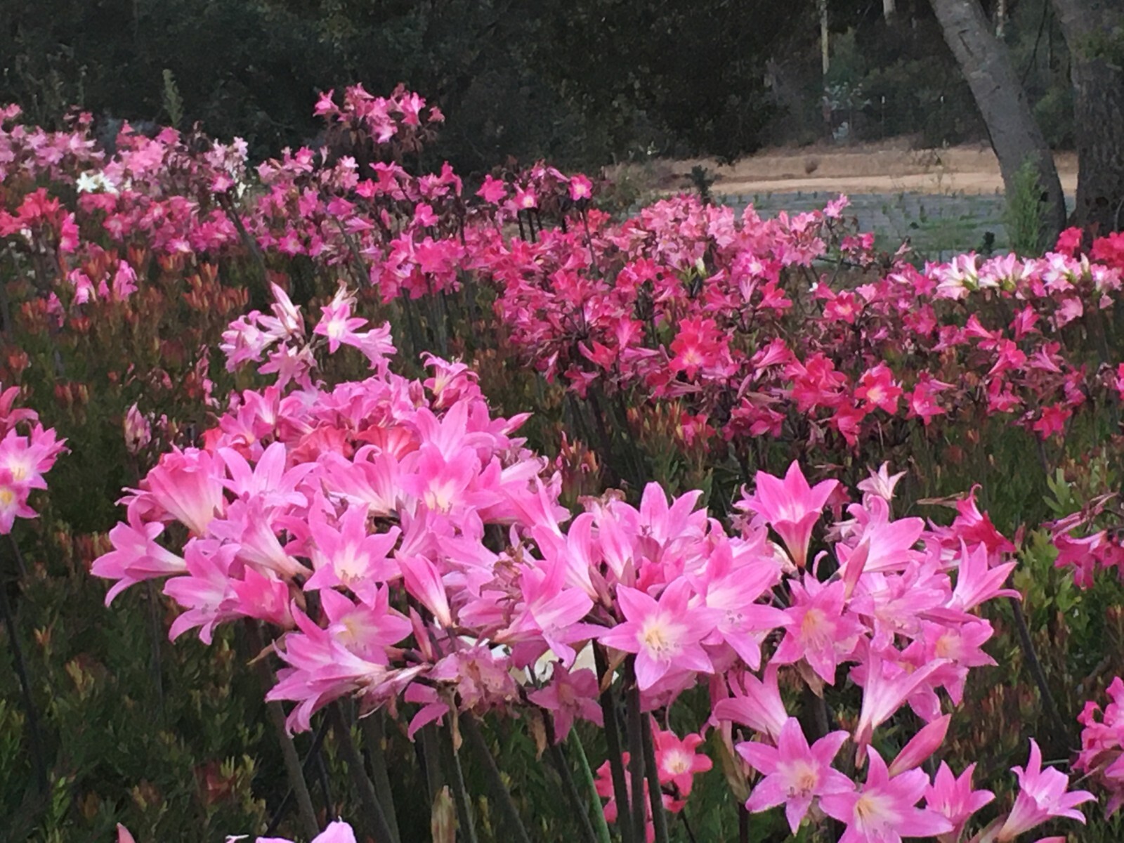 30 Amaryllis Belladonna Bulbs PINK NAKED LADY Suprise lily NOT Hippeastrum