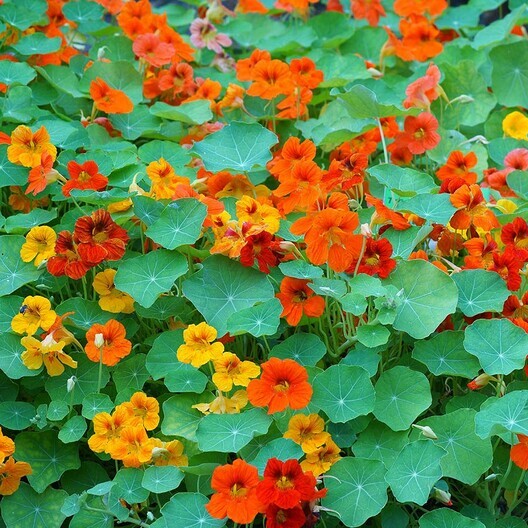Nasturtium TALL MIX Mixed Colors Edible Flowers HEIRLOOM Non-GMO 20 SEEDS!