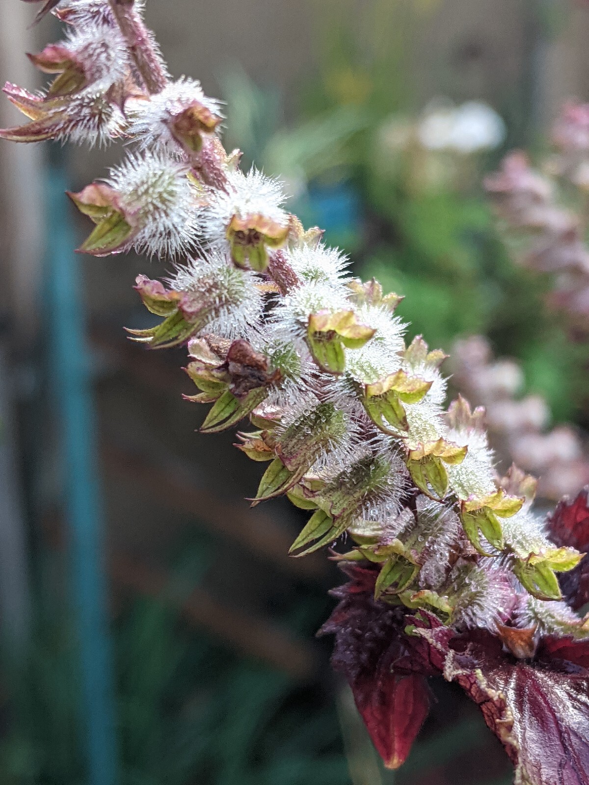 Purple Basil Perilla (100+ Seeds) Shiso Red Mint – 2023 Harvest Grown In The USA
