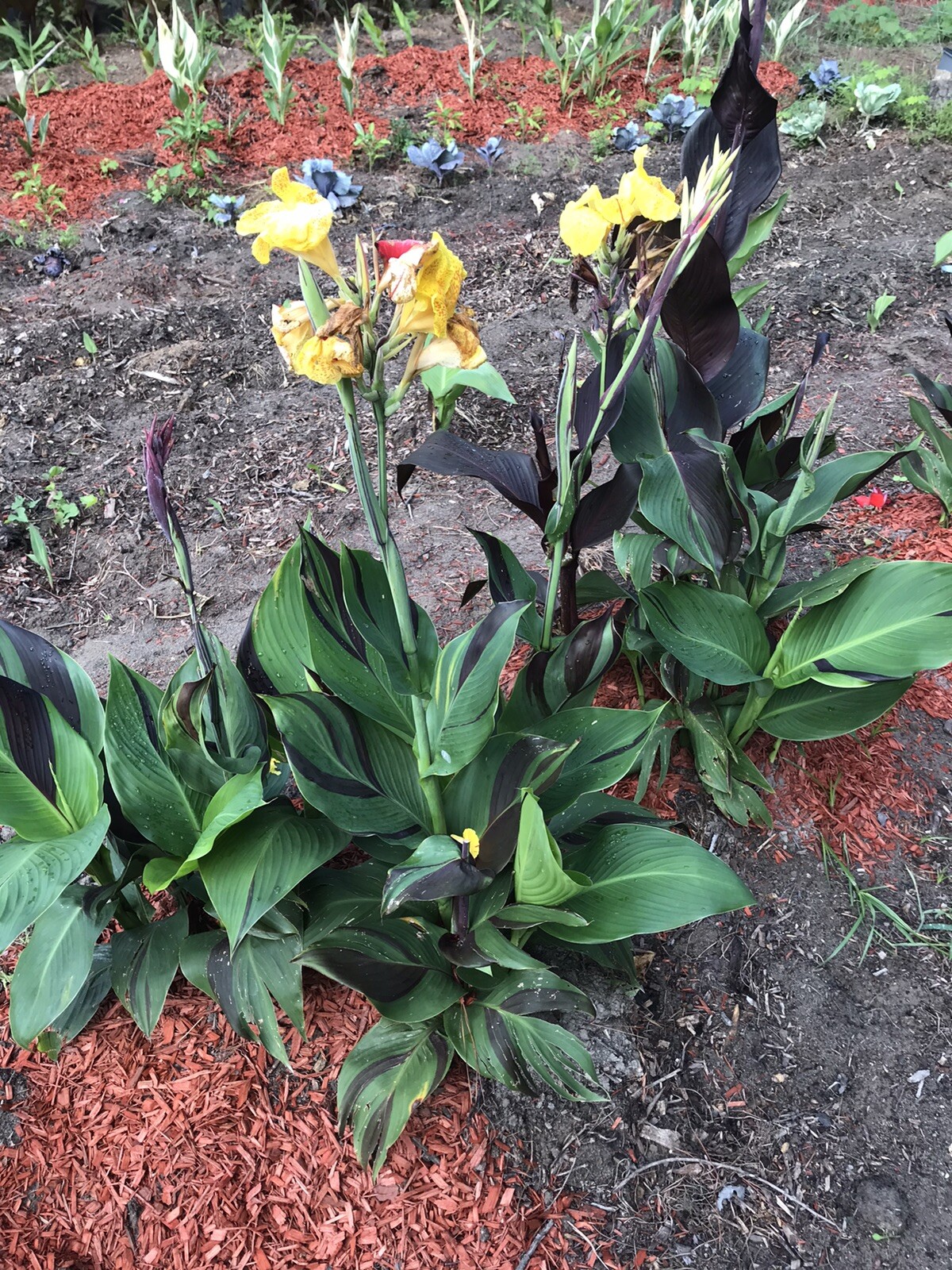 10 Bulb MixCanna Delight Mix Various Cannas Including Cleopatra And Tiger Bengal