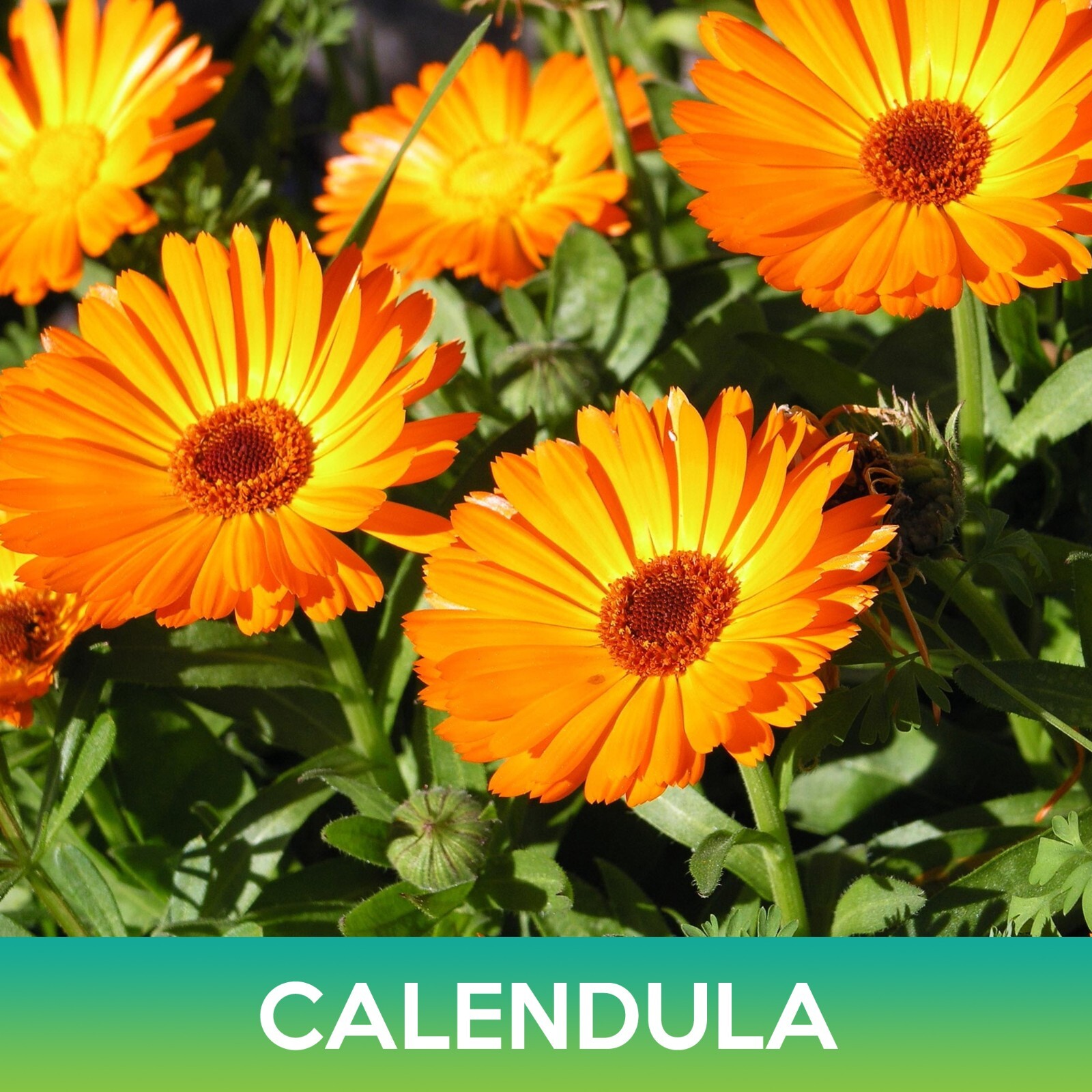 Calendula Flower Seeds, Calendula Officinalis