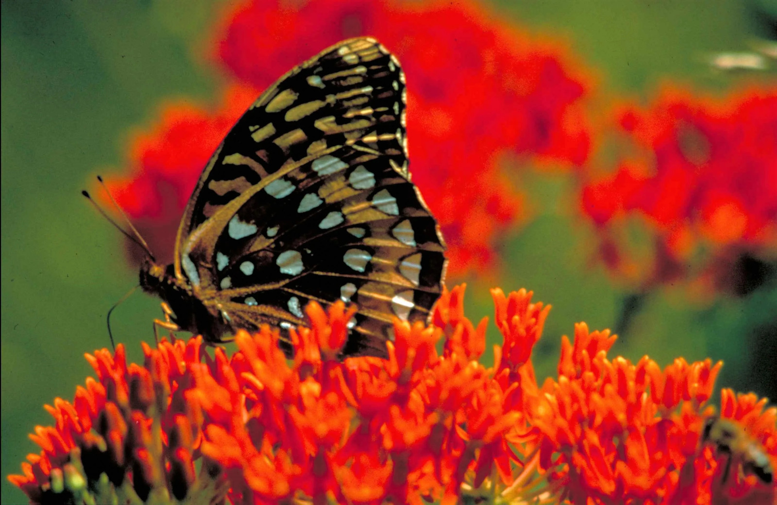 10 GAY BUTTERFLIES MILKWEED Red Yellow Orange Mix Asclepias Tuberosa Flower Seed