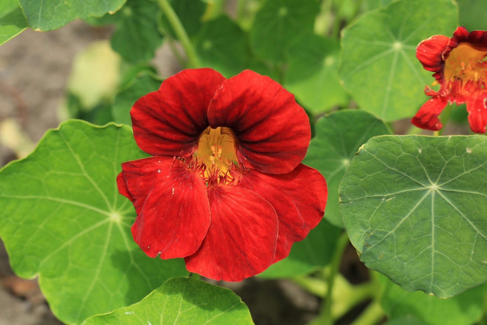 25 Dwarf RED EMPRESS NASTURTIUM Tropaeolum Nanum Hummingbird Flower Seeds
