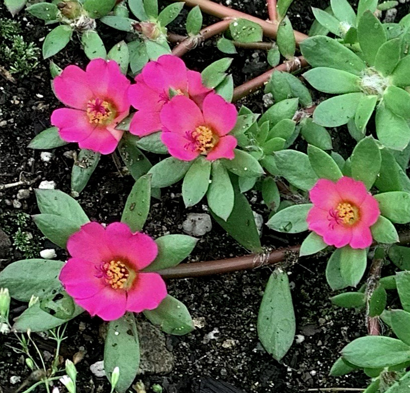 Pink moss rose 300+ seeds – paraguayan purslane ground cover – Portulaca amilis